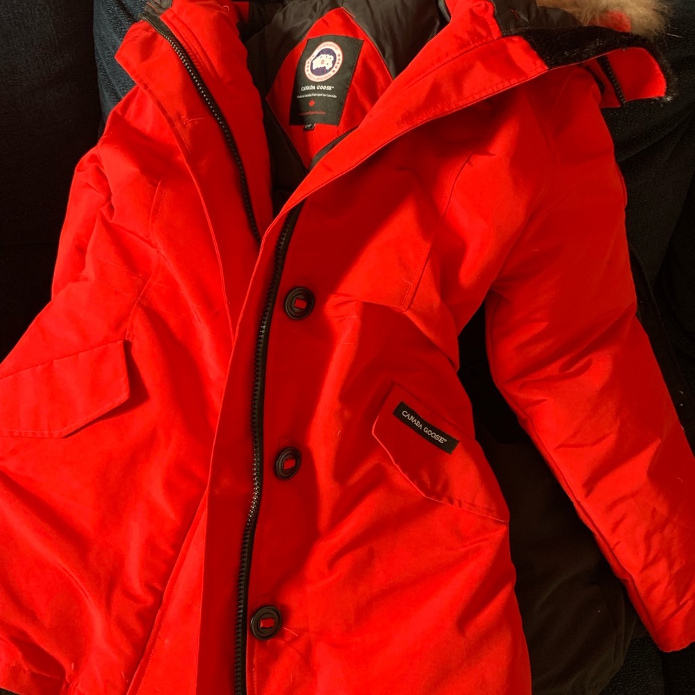 Canada goose